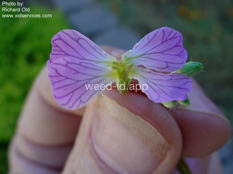 radish, wild